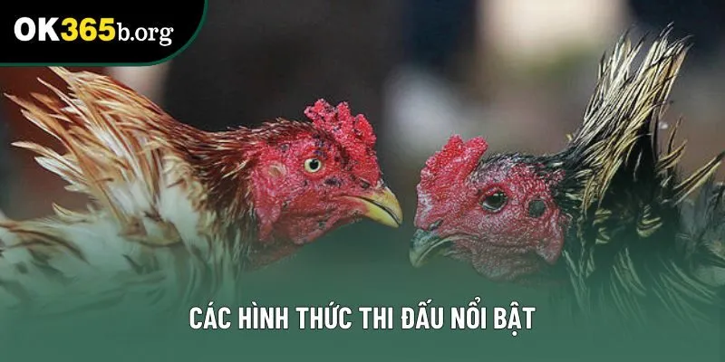 Các hình thức thi đấu nổi bật